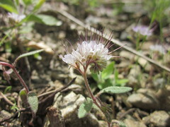 Phacelia mohavensis