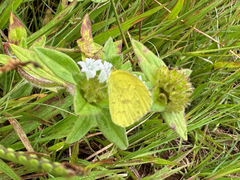 Eurema desjardinsii