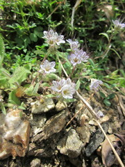 Phacelia mohavensis