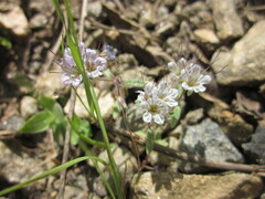 Phacelia mohavensis