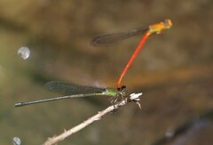 Ceriagrion bellona