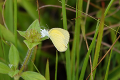 Eurema brigitta