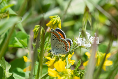 Aricia agestis