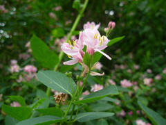 Lonicera tatarica