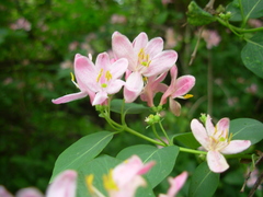 Lonicera tatarica