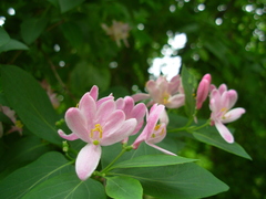 Lonicera tatarica