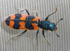 Trichodes alvearius