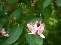 Lonicera tatarica