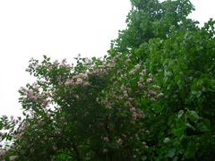 Lonicera tatarica