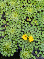 Ludwigia sedoides