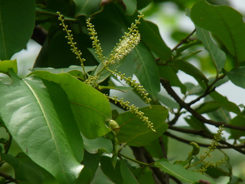 Terminalia elliptica (Terminalia elliptica)