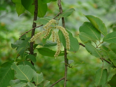 Terminalia elliptica