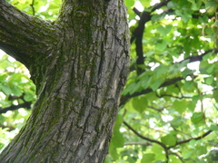 Terminalia elliptica