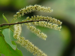Terminalia elliptica