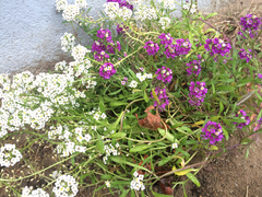 Lobularia maritima