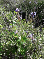 Lavandula canariensis