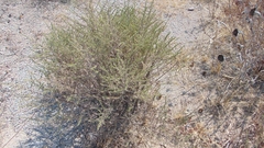 Baccharis pteronioides