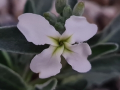 Matthiola incana
