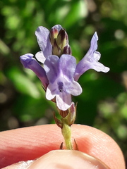 Lavandula canariensis