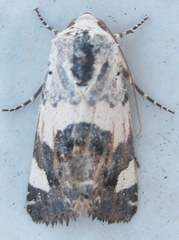 Acontia trychaenoides