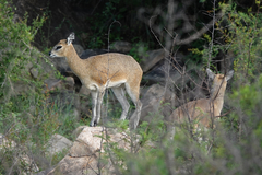 Oreotragus oreotragus transvaalensis