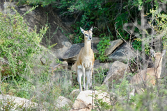Oreotragus oreotragus transvaalensis
