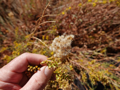 Solidago spectabilis