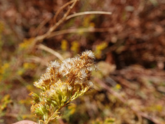 Solidago spectabilis