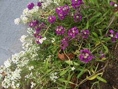 Lobularia maritima