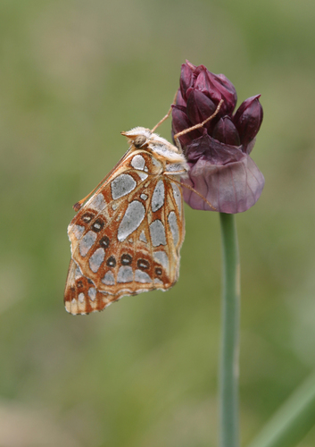 藍苞蔥 (Allium atrosanguineum)
