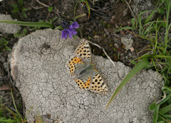 Viola altaica