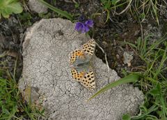 Viola altaica
