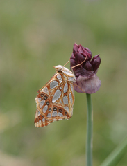 Allium atrosanguineum