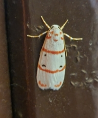 Cyana pretoriae