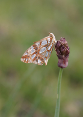 Allium atrosanguineum