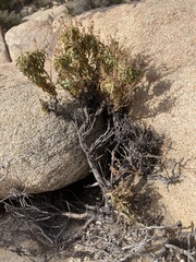 Penstemon clevelandii
