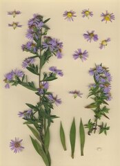 Symphyotrichum × salignum