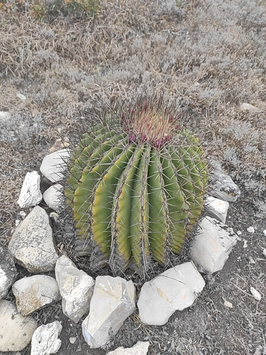 Image of Ferocactus haematacanthus by (c) Juan Pablo Bonilla Segovia, some rights reserved (CC BY)