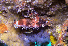 Dendrochirus biocellatus