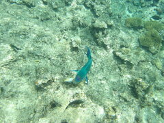 Halichoeres hortulanus