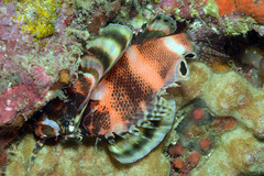 Dendrochirus biocellatus