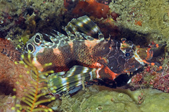 Dendrochirus biocellatus