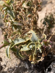 Penstemon clevelandii