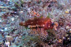 Dendrochirus brachypterus