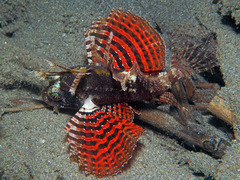 Dendrochirus brachypterus