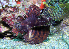 Dendrochirus brachypterus