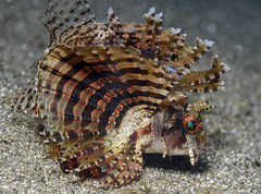 Dendrochirus brachypterus