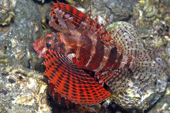 Dendrochirus brachypterus