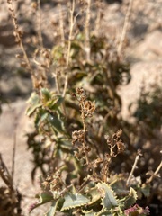 Penstemon clevelandii