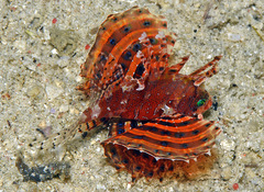 Dendrochirus brachypterus